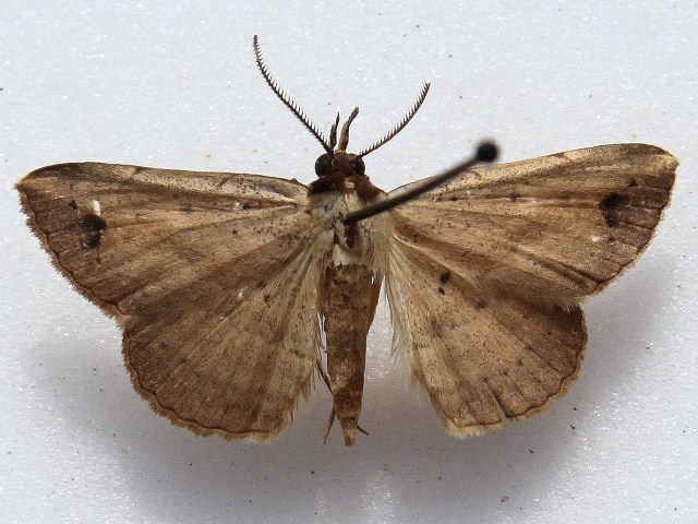 Maxera nigriceps